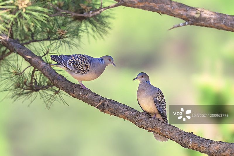 松树上的山斑鸠图片素材