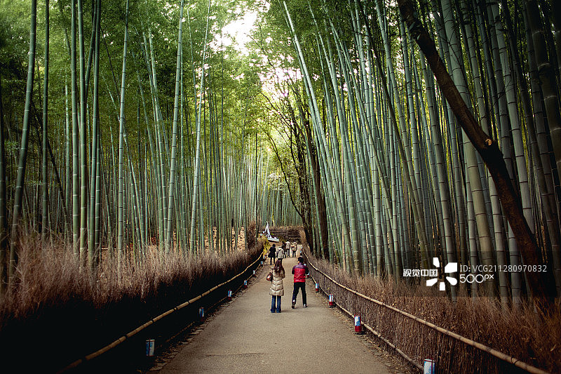 岚山竹林图片素材