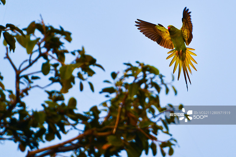 夕阳下的鹦鹉降落图片素材