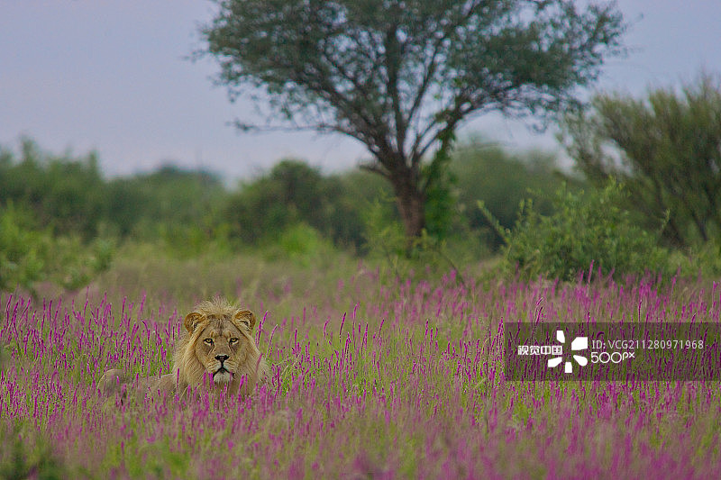 猫的尾巴图片素材