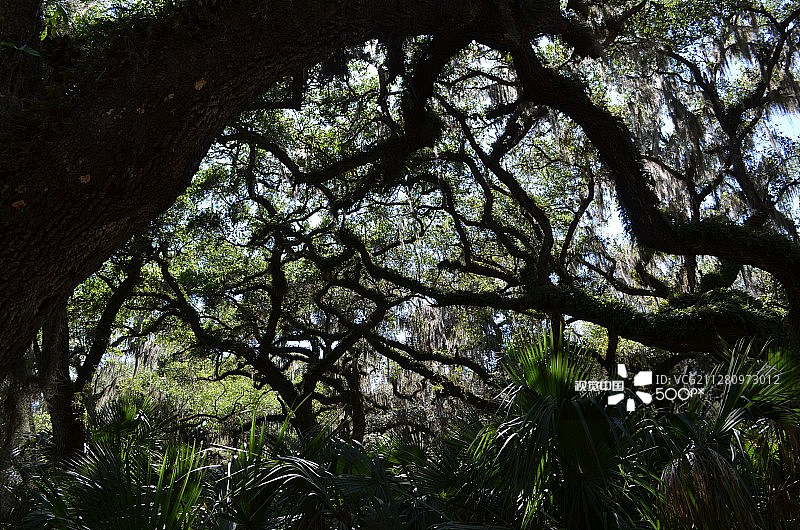 被橡树环绕的佛罗里达州杰苏普湖图片素材