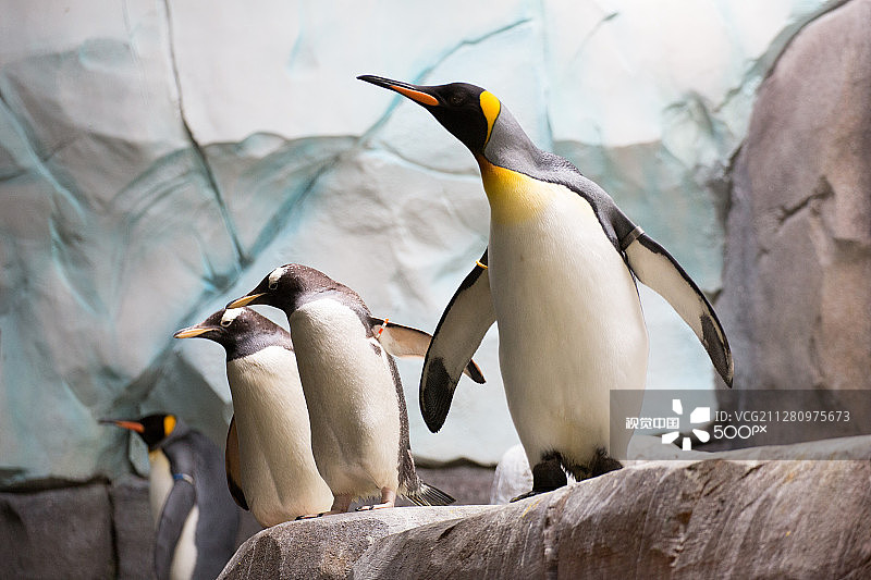 国王企鹅图片素材