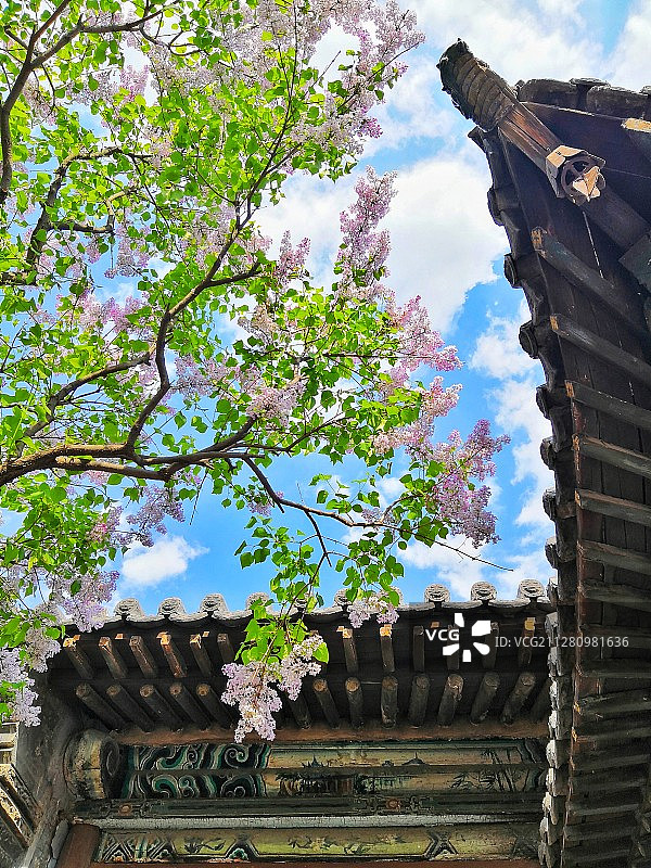 五月花开～摄于大同华严寺图片素材