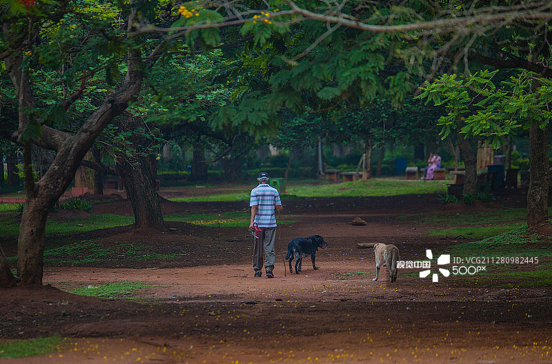 班加罗尔库邦公园的清晨漫步图片素材