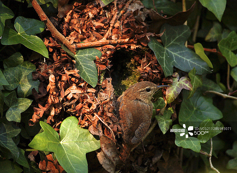鹪鹩巢图片素材