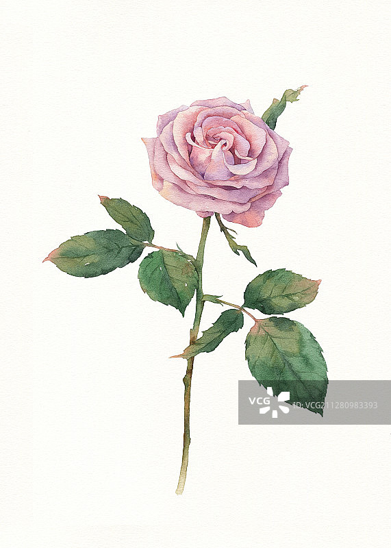 水彩手绘玫瑰花图片素材