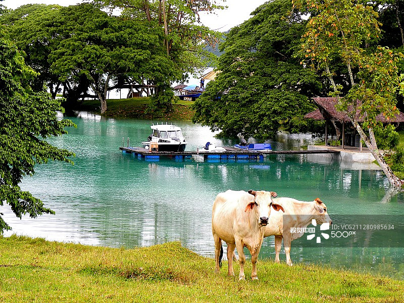 海滩上的奶牛图片素材