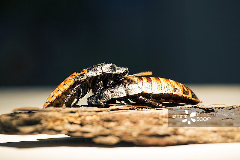 马达加斯加昆虫图片素材