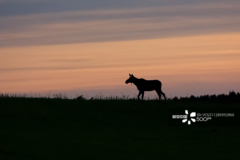 麋鹿的轮廓图片素材