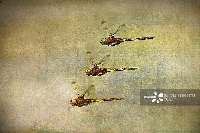 蜻蜓中队图片素材