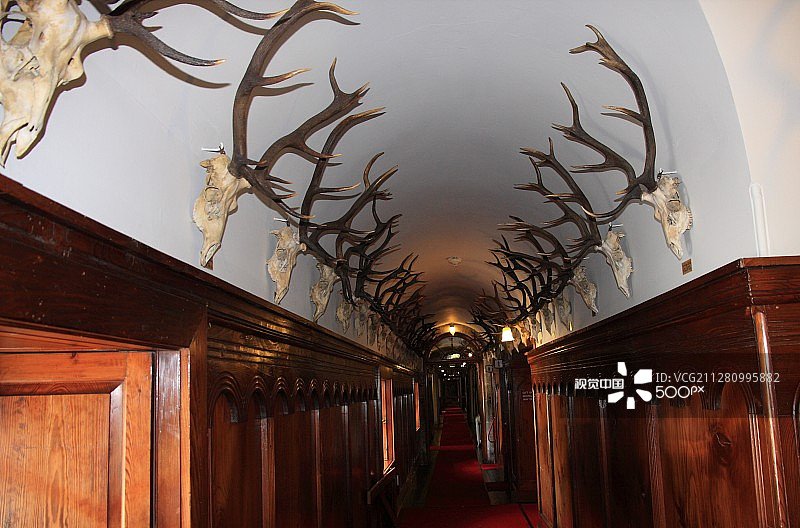 成排的鹿角图片素材