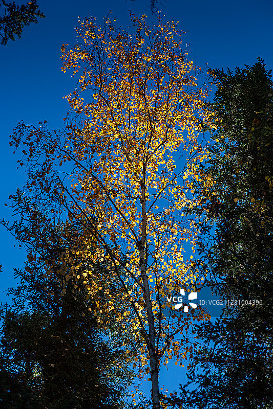 北疆风光之喀纳斯湖的清晨，完美的清澈镜面图片素材