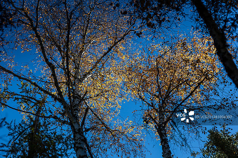 北疆风光之喀纳斯湖的清晨，完美的清澈镜面图片素材