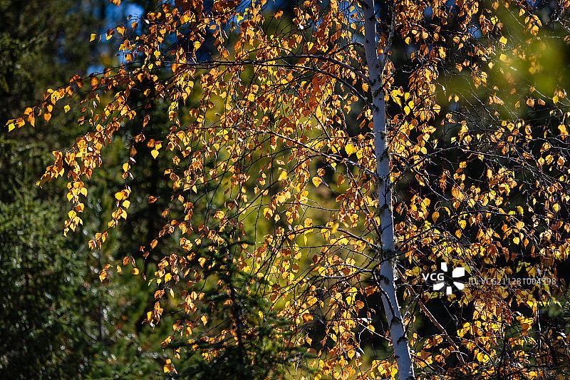 北疆风光之喀纳斯湖的清晨，完美的清澈镜面图片素材