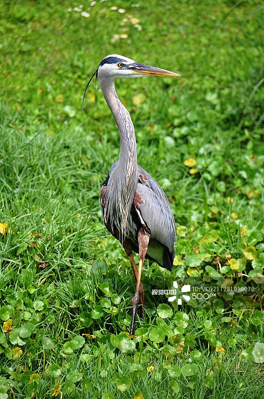 草地上的苍鹭特写镜头图片素材