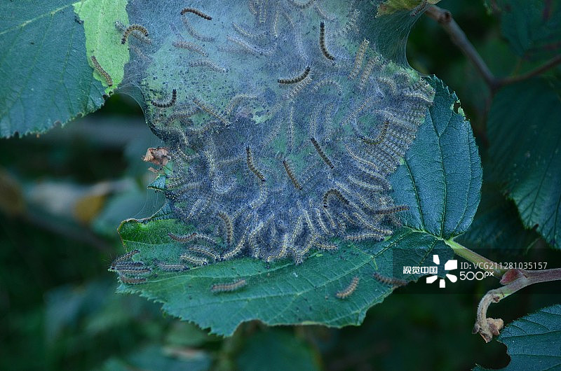 毛毛虫群图片素材