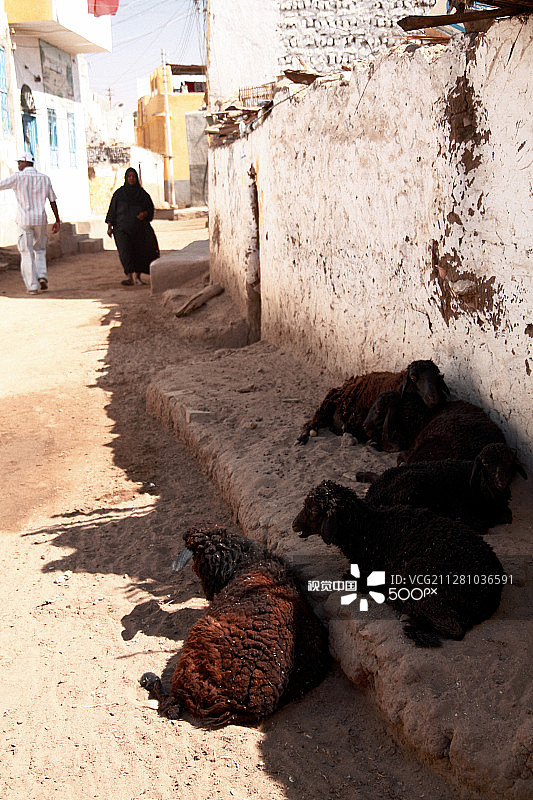 埃及象岛图片素材