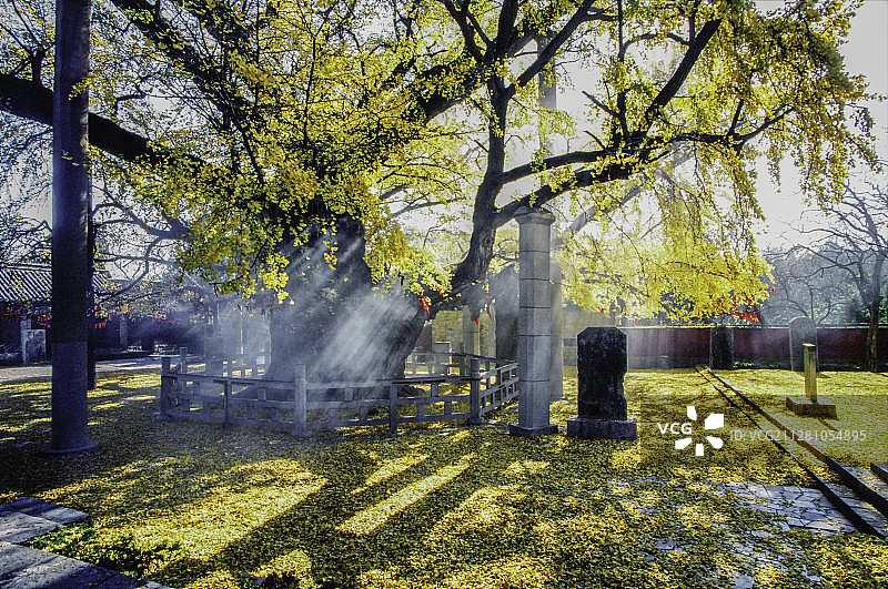 浮来山古银杏树图片素材