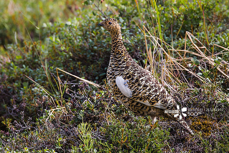 德纳利雷鸟图片素材
