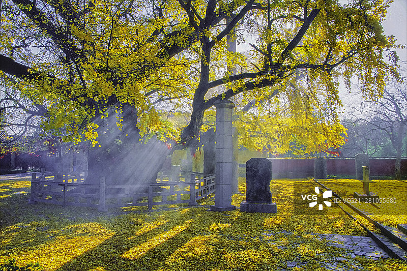 山东莒县树龄3500年古银杏树图片素材