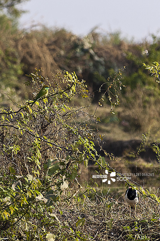 绿喉蜂虎与红肉垂麦鸡图片素材
