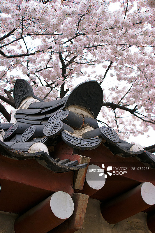 首尔的春天图片素材