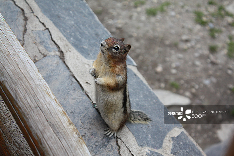 花栗鼠图片素材
