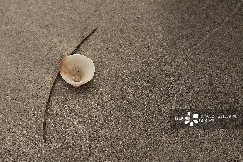 孤单的贝壳图片素材