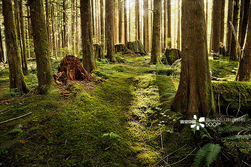 生机勃勃的地面图片素材
