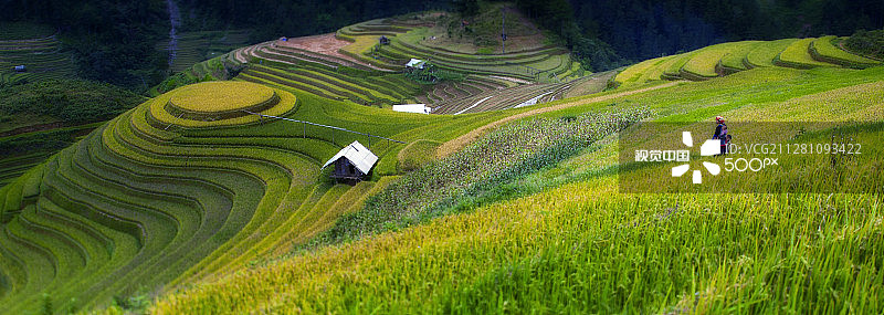 金色的稻田丰收在即图片素材