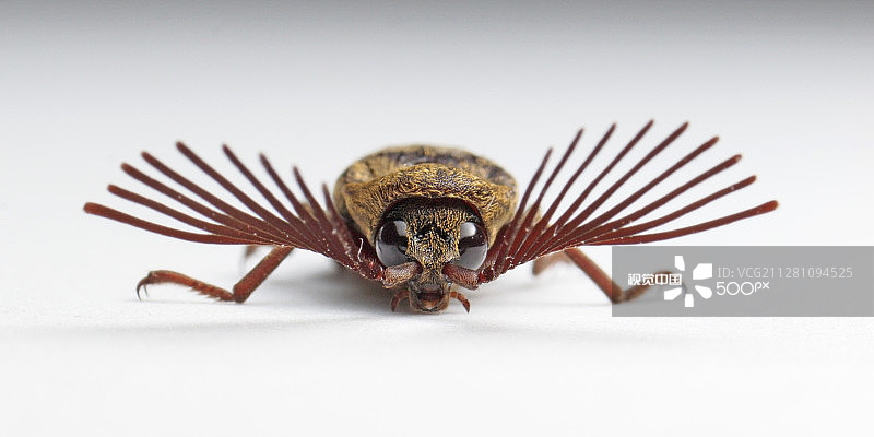 叩头虫图片素材