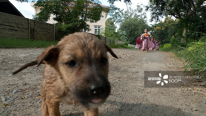 小狗与佛教尼姑图片素材