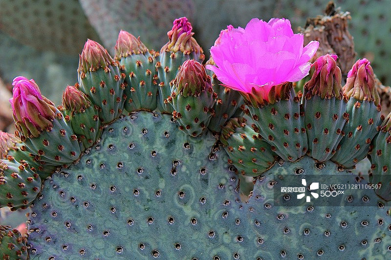 仙人掌花图片素材