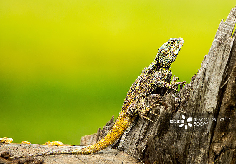 鬣蜥图片素材