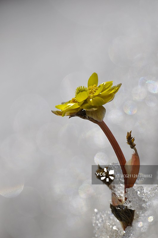 冰凌花图片素材