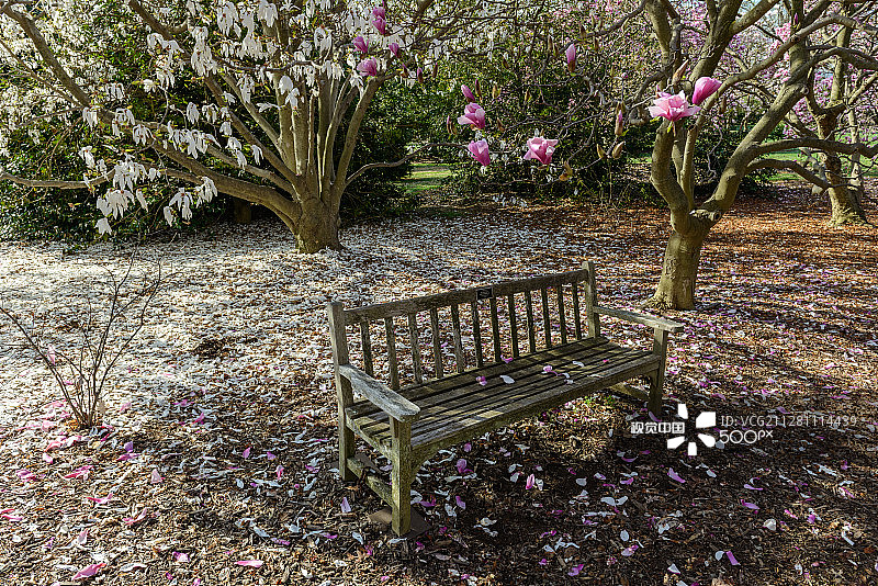 美国国家植物园盛开的玉兰花与落花中的长椅图片素材