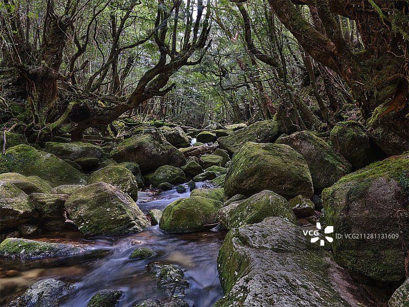 神秘屋久岛，探访幽灵公主之路。图片素材