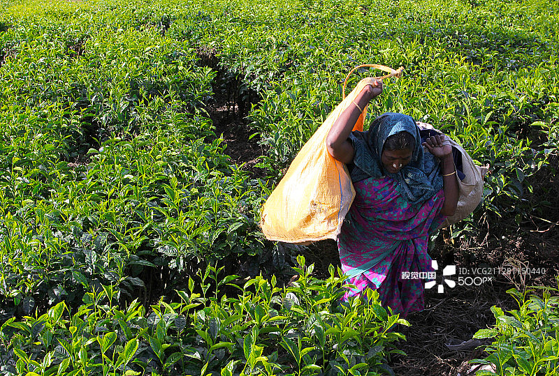 在喀拉拉邦蒙纳茶园游览的女人图片素材