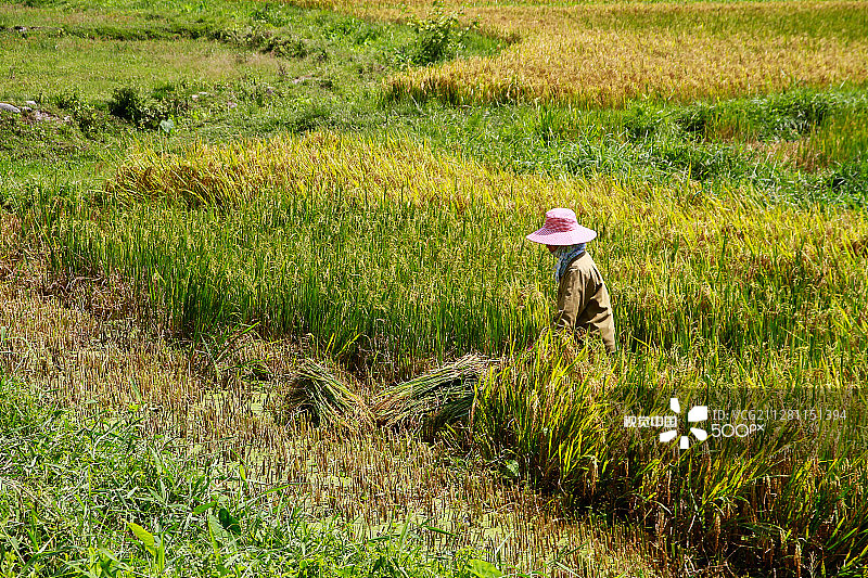 占婆岛上的水稻收割图片素材