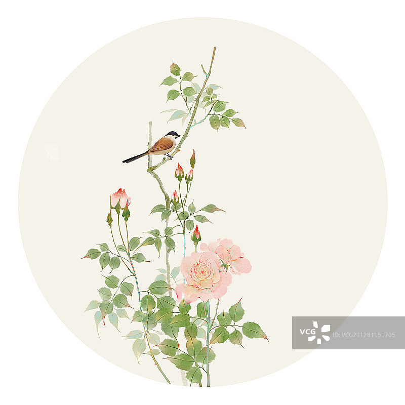 小清新水彩风格花鸟插画 月季花图片素材