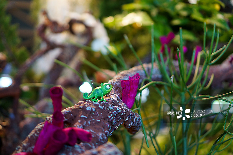 花卉展览公园图片素材