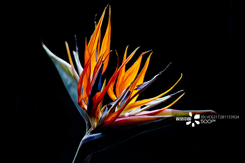 天堂鸟图片素材