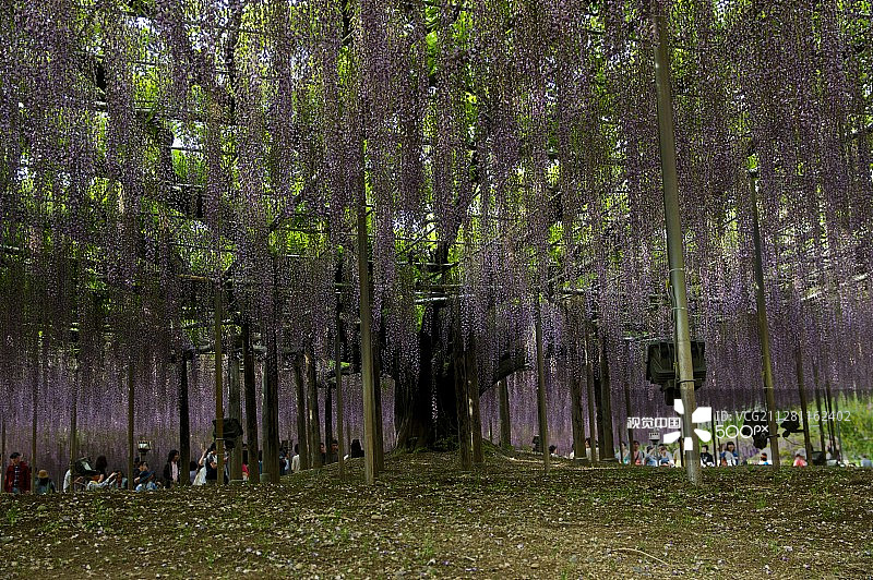 大型紫藤图片素材