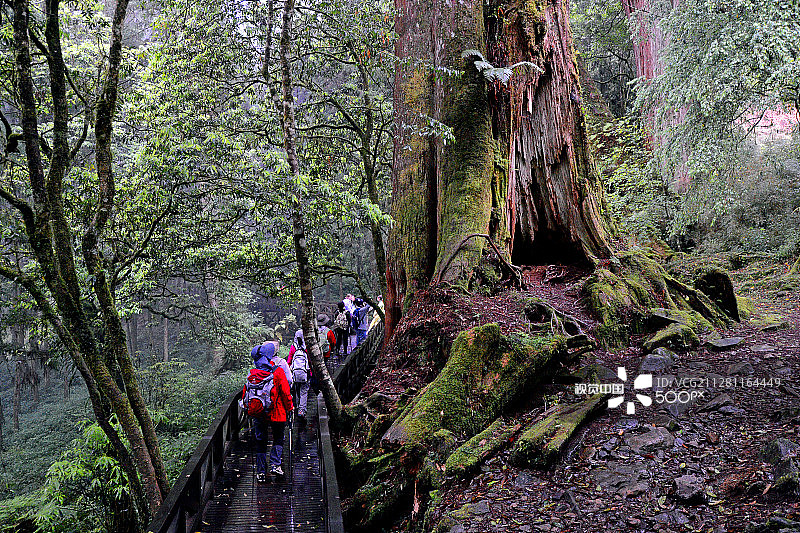 阿里山中的老树图片素材