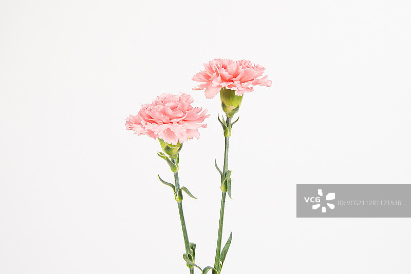 康乃馨母亲节图片素材