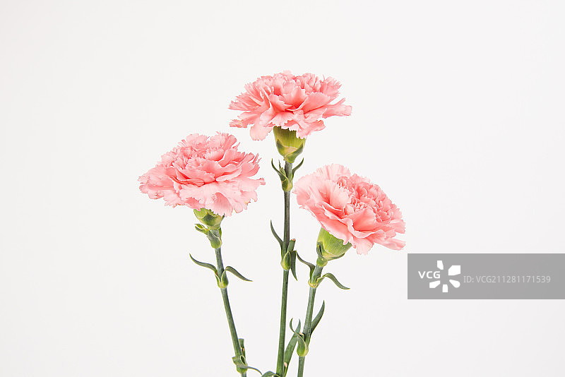 康乃馨母亲节图片素材