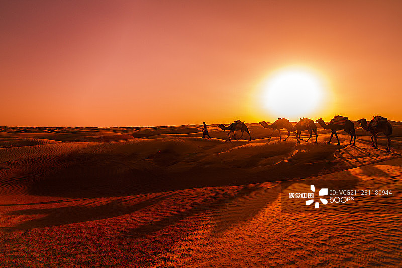 撒哈拉沙漠骆驼队日落图片素材
