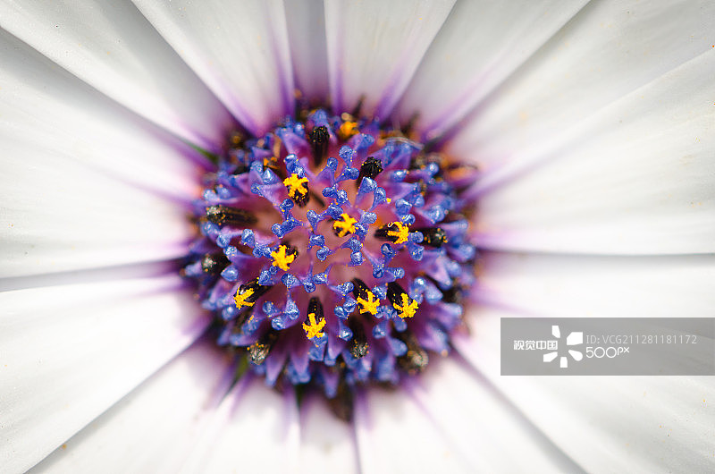 西班牙雏菊图片素材