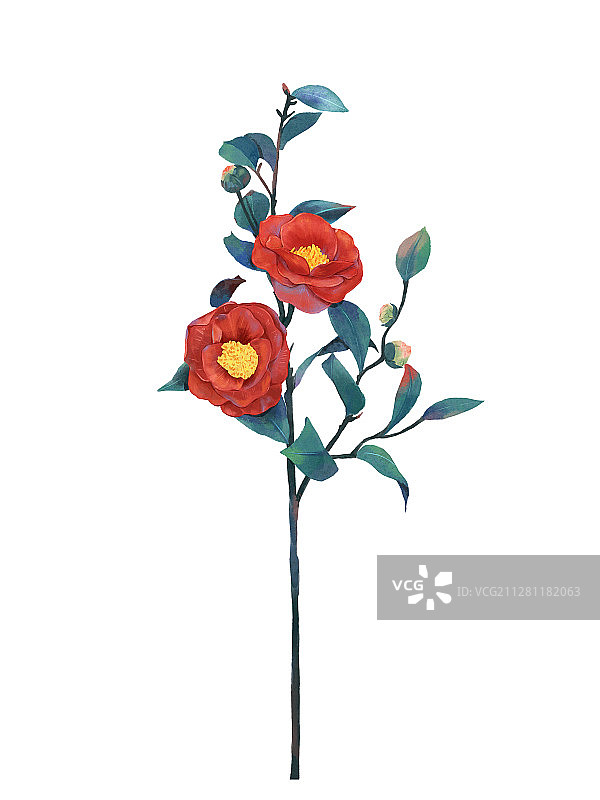 山茶花图片素材