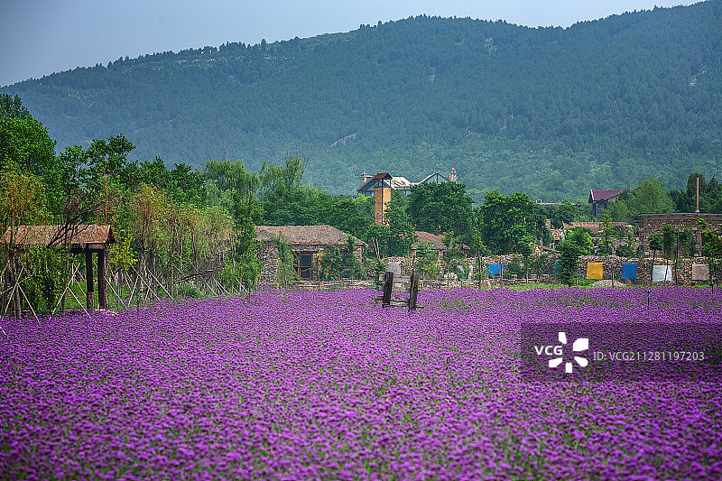 紫海蓝山+江苏省徐州市贾汪区督公湖景区紫海蓝山薰衣草庄园图片素材